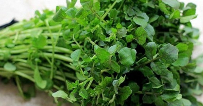 Mỹ đánh giá đây là “vua của các loại rau”, chứa đầy dưỡng chất quý, người Việt đã ăn từ lâu