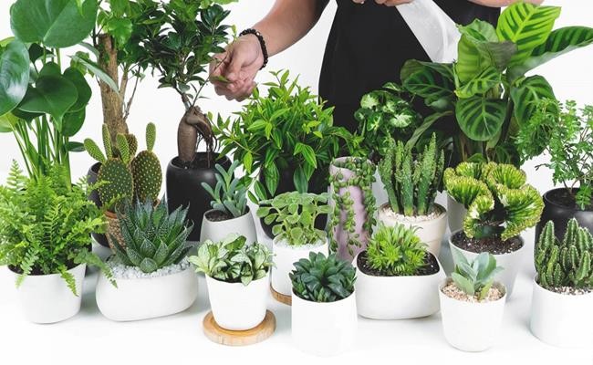 Bàn làm việc trống trơn dễ chán nản: thêm 1 chậu cây phong thủy, “đuổi” stress, kéo lương thưởng, tài lộc đầy túi