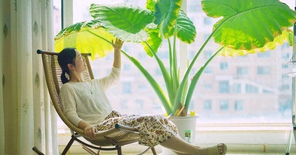 Cây trong phòng khách không phải nhiều là tốt: 3 loại nên trồng - 2 loại người xưa tránh xa