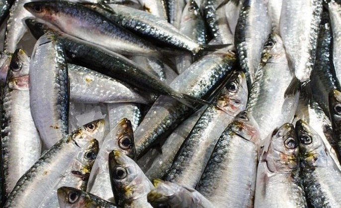 Mỹ đánh giá: Không phải cá hồi, đây mới là loài cá “tốt nhất thế giới”, cực giàu omega-3, đi chợ thấy thì nên mua ngay