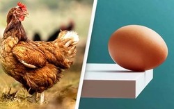 Ai thắc mắc “con gà hay quả trứng có trước?” giờ đã có bằng chứng KHOA HỌC, nhưng sao đọc vẫn thấy "mông lung" quá!