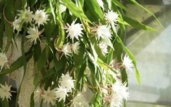 Ông bà căn dặn: "Cây hợp nhà thì lộc tụ, người yên, con cháu hưởng phúc" - 6 loài cây tốt nên trồng ngay