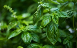 3 loại rau nên trồng trong nhà ngay: Đuổi muỗi cực đỉnh, lợi đủ đường