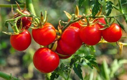 Dùng loại quả quen thuộc này mỗi ngày, người đàn ông từng bị chẩn đoán mỡ máu cao khiến bác sĩ bất ngờ khi khám lại: "Anh đã ăn gì trong một năm qua?"