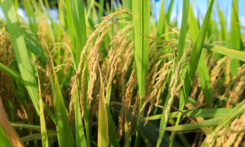 Tự tin về tầm vóc lúa gạo Việt Nam trên thương trường quốc tế