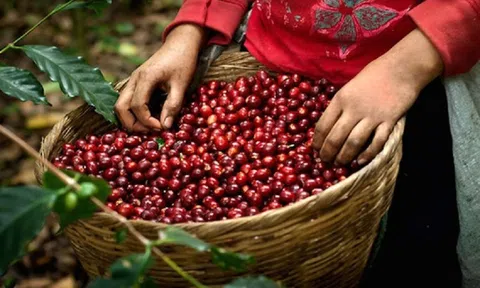 Nguồn cung giảm sâu, xuất khẩu cà phê tăng: Nhanh chóng nắm bắt "khẩu vị" theo thị trường