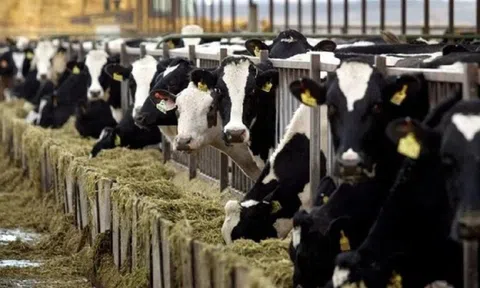 Nhiều mẫu sữa bò tại Mỹ dương tính với cúm gia cầm H5N1
