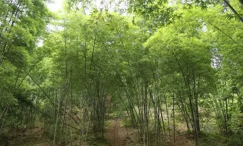 Thanh Hóa: Thúc đẩy dự án đưa cây tre vươn ra thế giới