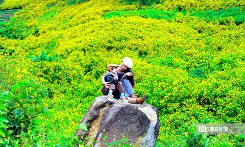 "Biển" vàng hoa dã quỳ trên cao nguyên