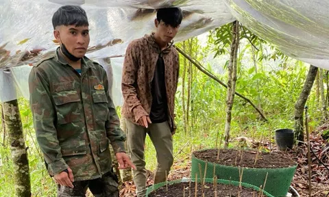 Kon Tum: Lắp 2 trạm phát sóng giúp đồng bào Xơ Đăng lắp camera bảo vệ vườn sâm Ngọc Linh