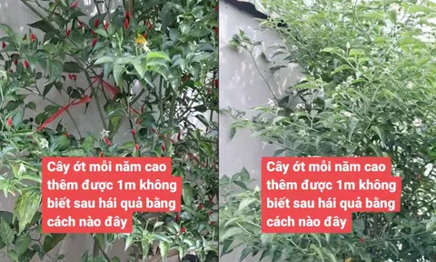 Cây ớt "cao nhất Việt Nam": Lên tới 3m, chủ nhân "đau đầu" không biết phải hái kiểu gì