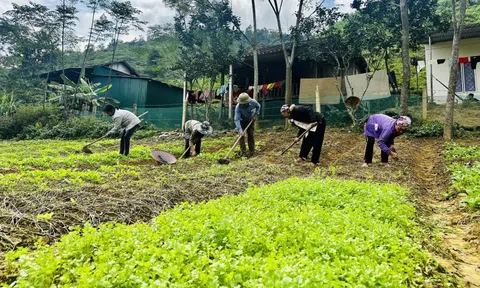 Những vườn rau tại Bản Rào Tre