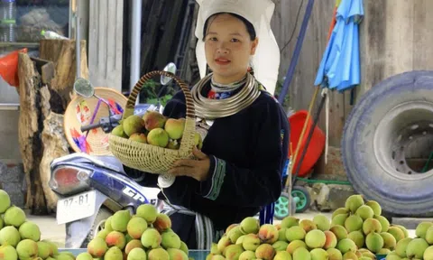 Loại quả giúp người dân huyện nghèo nhất cả nước có thu nhập “khủng”, được ví là thuốc trường sinh