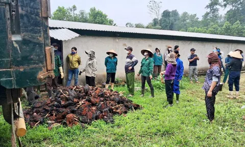 Mất điện giữa đêm khuya, 8.000 con gà sắp xuất chuồng chết ngạt