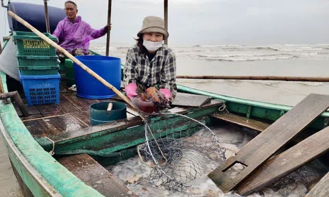 Ngư dân Hà Tĩnh vui sướng trúng đậm mùa sứa biển