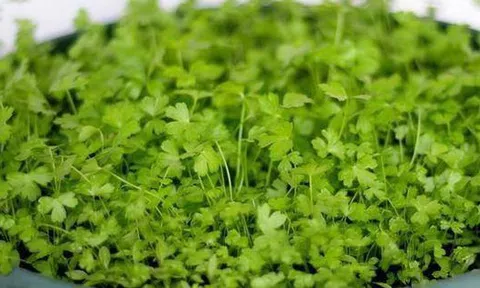 2 loại rau thơm "không ngậm thuốc trừ sâu", bán đầy ở khắp các chợ Việt