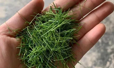 Đừng chỉ ăn quả, lá loại cây này quý như "nhân sâm người nghèo" ở quê mọc um tùm