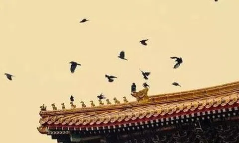 Vì sao cứ tới nửa đêm, Tử Cấm Thành lại đầy quạ đen bay đến?