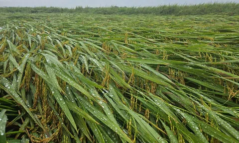 Hơn 1.600ha lúa ở Quảng Bình bị ngã đổ sau trận mưa lớn