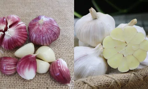 Tỏi vỏ tím hay vỏ trắng tốt hơn? Lão nông nói một câu, tôi bỗng được "thông não"!