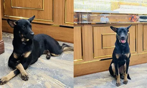 Chuyện "chú chó đi lạc vào nhà giàu" đang hot: Con trai chủ tiệm vàng Kiên Giang tiết lộ tin bất ngờ