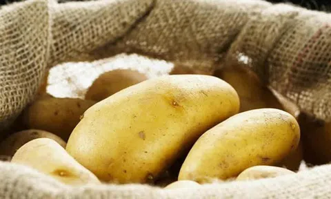 Rắc 1 nắm thứ này vào khoai tây, để cả năm không thối hay mọc mầm