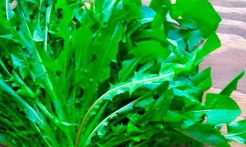 Cây dại ven đường ở Việt Nam sang nước ngoài hoá đặc sản đắt đỏ, Mỹ đánh giá "tốt bậc nhất thế giới"
