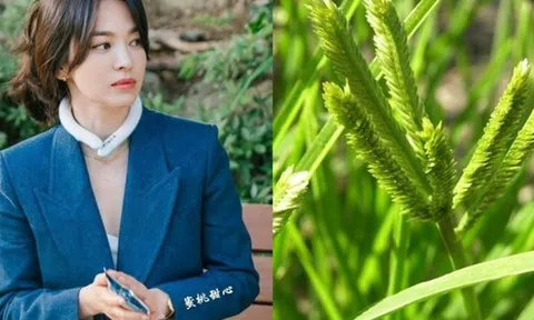 Việt Nam có 1 loại lá chống rụng tóc, kích thích mọc tóc con rất tốt: Tận dụng có thể trị được nhiều căn bệnh quen thuộc hiệu quả