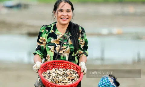 Việt Nam có loại thủy sản nhiều sắt hơn thịt bò, Trung Quốc bỏ triệu đô để mua: Hạ mỡ máu, trị tiểu đường