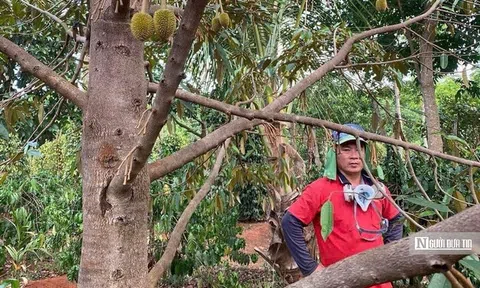 Sầu riêng chưa kịp lớn đã rụng trắng gốc, nông dân Gia Lai đối mặt nguy cơ mất mùa