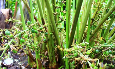 Việt Nam trồng được thứ gia vị đắt bậc nhất thế giới, hơn 30 nước lùng mua; Hà Lan, Mỹ, Anh đứng đầu bảng