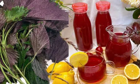 Nếu không thích thêm loại lá có vị đắng nhẹ này vào món ăn thì đem pha trà uống cũng làm sạch gan, lọc thận, chống viêm cực tốt