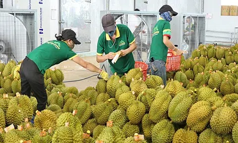 Xử lý thông tin "Sầu riêng vẫn loay hoay giải quyết chất vàng O"