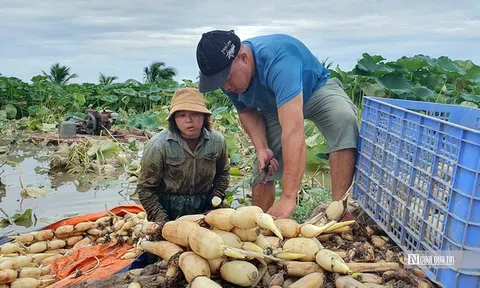 Thu tiền triệu mỗi ngày nhờ loài cây có lợi từ củ đến hoa