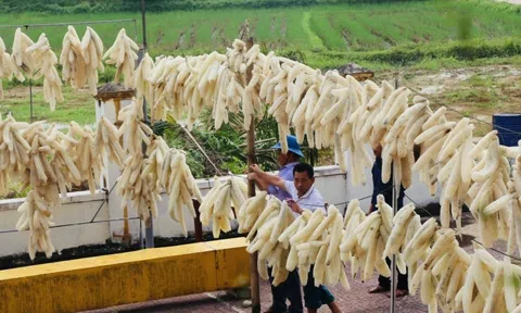 Thứ người Việt từng cho không ai lấy hóa ra là mặt hàng thượng hạng: Xuất 'đi Tây' có doanh thu khó tin