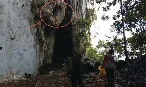 Lần theo manh mối được cung cấp tới vách đá, chuyên gia hân hoan tìm thấy loài "tuyệt chủng" hơn 170 năm