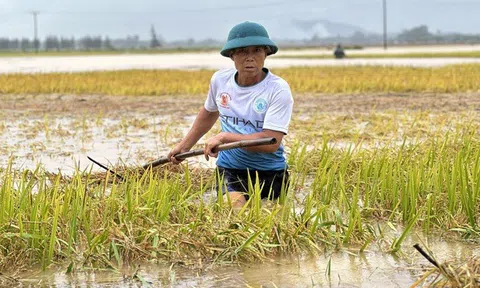 Hà Tĩnh: Hàng nghìn tấn lúa thiệt hại do lũ dâng