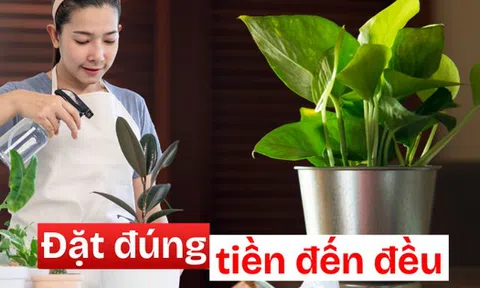 3 góc thường bị bỏ quên trong nhà – đặt đúng một chậu cây là ngăn được thất thoát tiền bạc