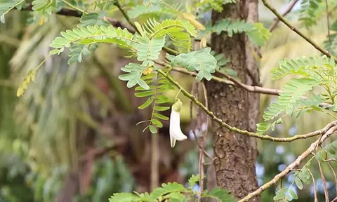 Thấy cây đẹp mang về trồng, bất ngờ phát hiện là ‘kho báu’ cho gan, tiêu hóa