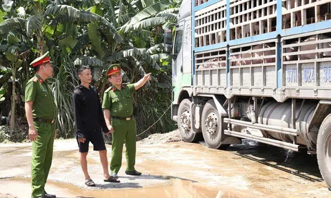 Bắt 18 tấn lợn nhiễm dịch tả châu Phi đi tiêu thụ