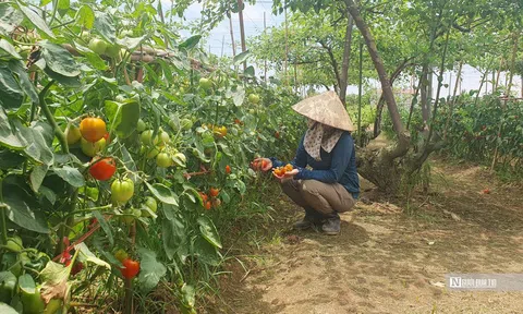 Hải Phòng: Bà con trồng cà chua điêu đứng vì giá rớt “chưa từng thấy”