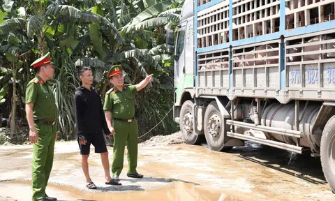 Bắt 18 tấn lợn nhiễm dịch tả châu Phi đi tiêu thụ