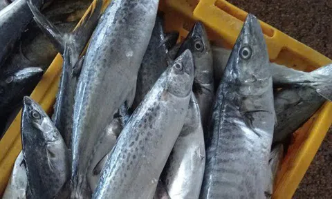 Tưởng cá hồi là "vua omega-3", ai ngờ chỉ đứng hạng 2: Nhà vô địch thực sự là loại cá bình dân, bán đầy chợ Việt