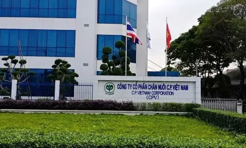 NÓNG: C.P. Việt Nam thừa nhận hình ảnh heo bệnh bị “tố” là có thật, được chụp tại cơ sở gia công thuê
