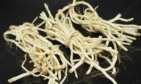 Đừng chỉ ăn lá, rễ loại cây này quý như "nhân sâm người nghèo" ở quê mọc um tùm như cỏ dại
