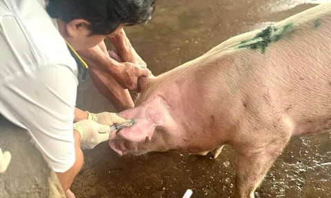 Lấy mẫu máu heo của C.P. Việt Nam tại lò mổ ở Sóc Trăng xét nghiệm dịch bệnh