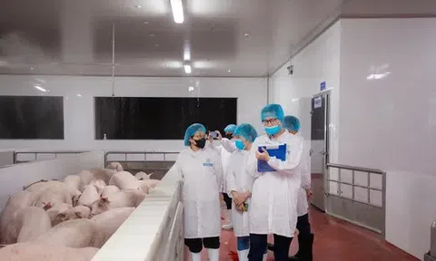 Kiểm tra hoạt động giết mổ lợn của Công ty C.P Việt Nam tại Hà Nội