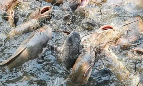 Phóng sinh hơn 12 tấn cá dữ gây thảm họa, người phụ nữ phải hầu tòa