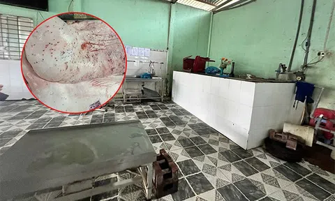 Lý do nhân viên thú y đóng dấu kiểm dịch sai trên heo bệnh của Công ty C.P., hé lộ về ao cá tiêu hủy heo