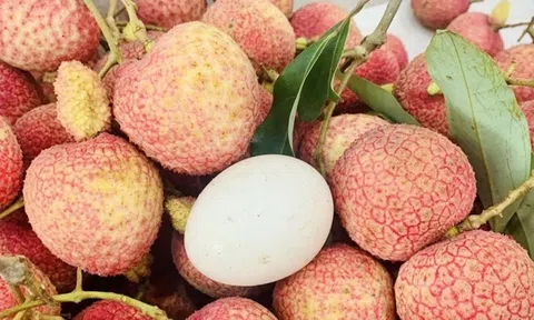 Loại vải to như quả trứng gà, giá 240k/kg vẫn cháy hàng: Đặc sản địa phương "lên đời" sang châu Âu!